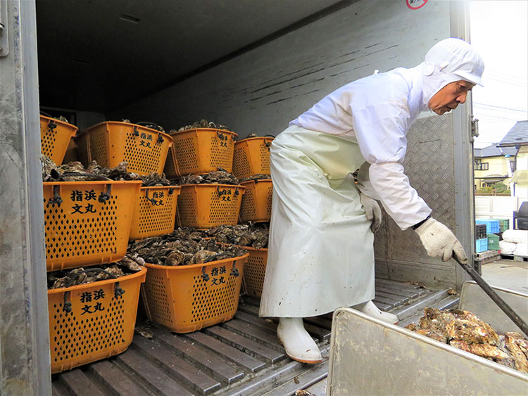 牡蠣の選別作業をする熟練の従業員