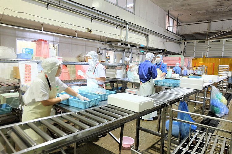 自社工場で凍結から出荷まで一貫管理。品質には定評のある「マダラフィーレ」を生産中のヤママサ本社工場